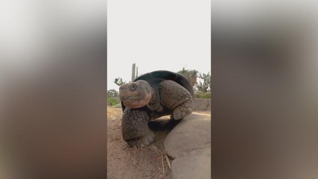 Gramma, One of the World’s Oldest Turtles, Dies at 141