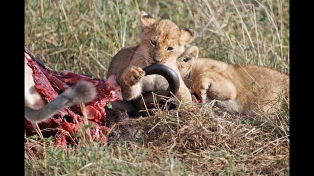 Lioness with playful cubs in the Maasai Mara