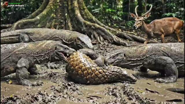 Komondo dragon attack bonroi animal | snack attack Mouse | komndo dragon eating goat Love Animal KD