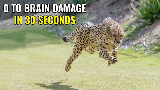 Cheetahs Make Tough Choices Every Chase!