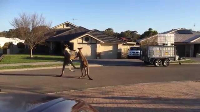 wild kangaroo street fight Aussie style