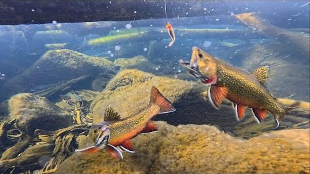 UNDERWATER FISHING!! Chunky Brook Trout & GIANT Rainbows!!