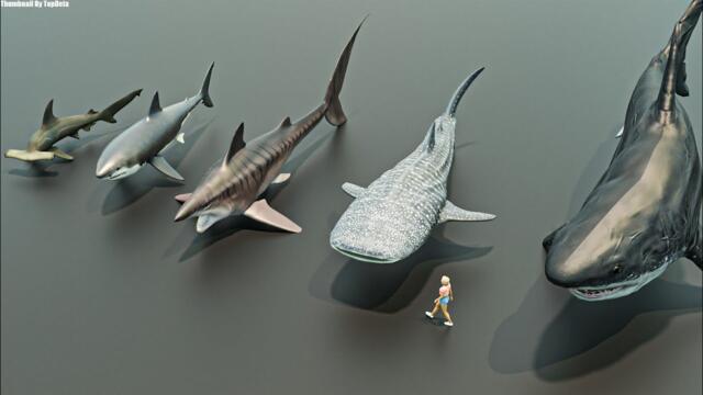 Living & Extinct Sharks size comparison