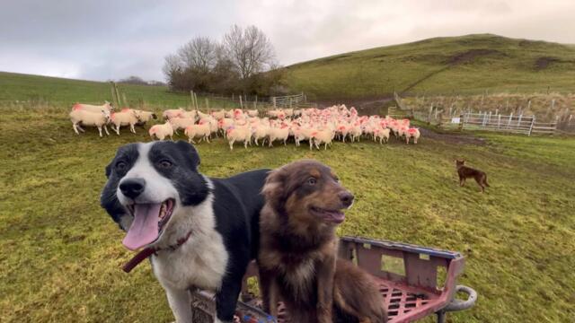 Sheepdog Puppys first time herding sheep for real