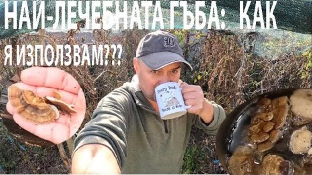 НАЙ-ЛЕЧЕБНАТА ГЪБА: КАК Я ИЗПОЛЗВАМ? TURKEY TAIL MUSHROOM: HOW I USE IT? #medicinalmushrooms #гъби