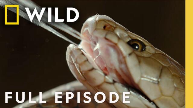 Africa's Most Dangerous Snakes (Full Episode) | World's Deadliest Snakes | Nat Geo Animals