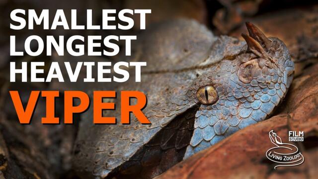 Smallest, longest and heaviest viper species in the world