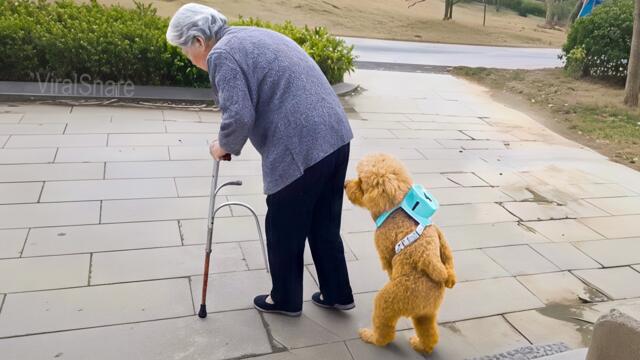 Funniest Animals Moments Ever (November Edition) – Cats, Dogs & More!