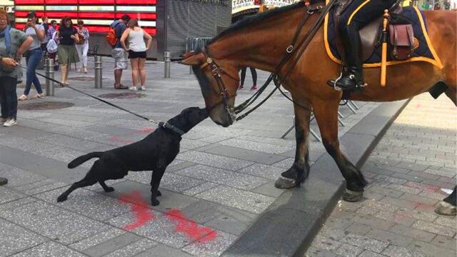 Dogs and Horses Become the Funniest and Most Loving Friends 😍Cute Animals Videos 2025