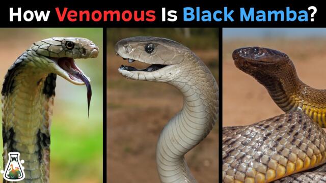 How Venomous is a Black Mamba Compared to Other Snakes?