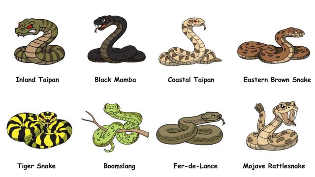Every Dangerous SNAKE Explained in 7 Minutes