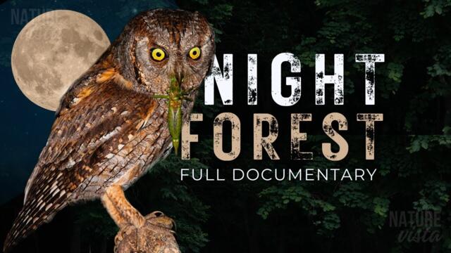 NIGHT FOREST | A World Unseen - Full Documentary