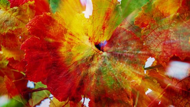 🍁Есенна меланхолия - (Emotional Piano & Orchestra🍂