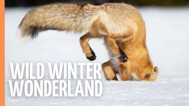 WINTER'S SECRET BATTLE: Germany's Hidden Wildlife Struggle | Full Documentary