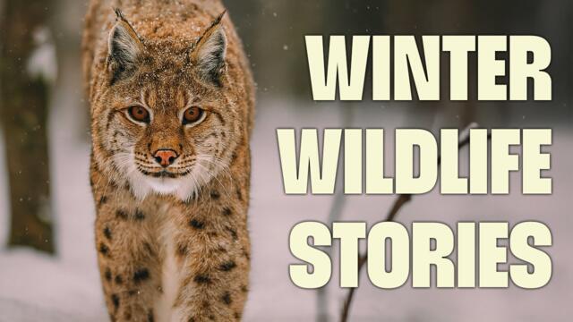 Secrets of the Snow: Intimate Moments with Arctic Animals | FULL DOCUMENTARY | Winter Wonderland
