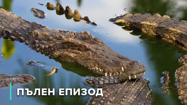 Хищници срещу плячка: изкуството на нападението и защитата | Нападение и защита 105+106