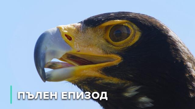 Роден да убива: Хищник срещу плячка по суша и вода | Африка: Зъби и нокти 101