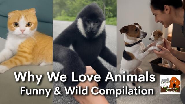 Animals That Melt Your Heart — Funny & Wild Moments