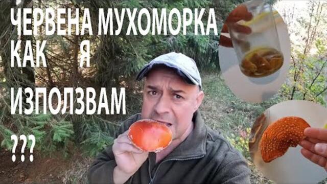 ЧЕРВЕНА МУХОМОРКА: КАК Я ИЗПОЛЗВАМ? FLY AGARIC AMANITA MUSCARIA #amanitamuscaria #medicinalmushrooms