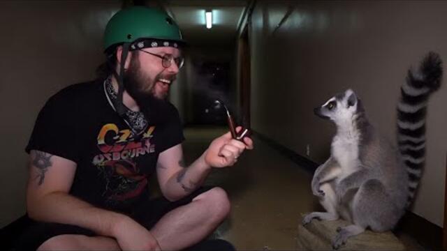 "Leaping Lemur" OFFICIAL MUSIC VIDEO