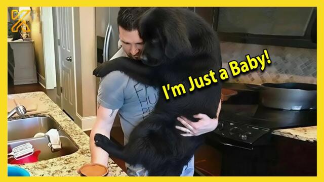 🐶 When Your Big Dog Thinks He's a Baby! 🤣 Funny Dog Videos