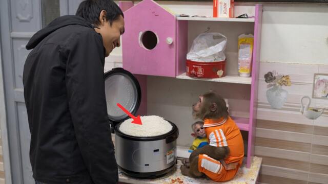 Monkey cooks rice for dad! Funny video make you laugh out loud