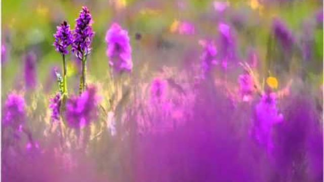 Днес е Еньовден