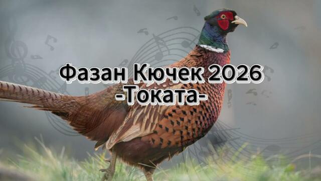 Фазан Кючек 2026 - Токата