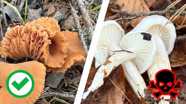 #Изобилие от #гъби посред #зима в #софия