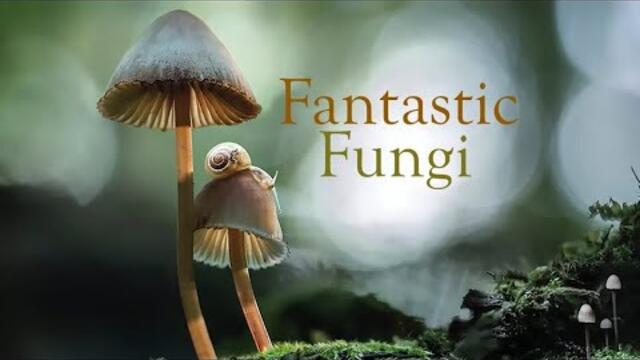 Fantastic Fungi 🍄 - Watch a documentary about mushrooms. Fungi film 2025 🍄 🍄 🍄