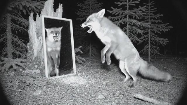 Yukon Trail Camera: Wild Boar, Grizzly, and Fox at a Mirror in the Forest