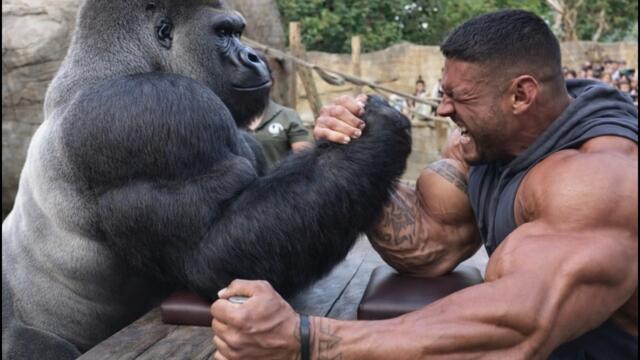 These Funny and Unexpected Gorilla Reactions at the Zoo Are Unbelievable
