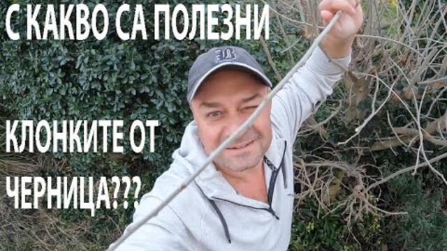 КАК ПОМАГАТ КЛОНКИТЕ ОТ ЧЕРНИЦА? HOW DO MULBERRY TWIGS HELP? #forageharvest #medicinalplants #herbs