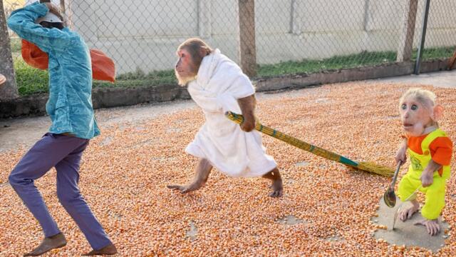 Taking Bath! CUTIS’ Hilarious Reaction to Stranger Sneaking Into the Corn Yard 😆