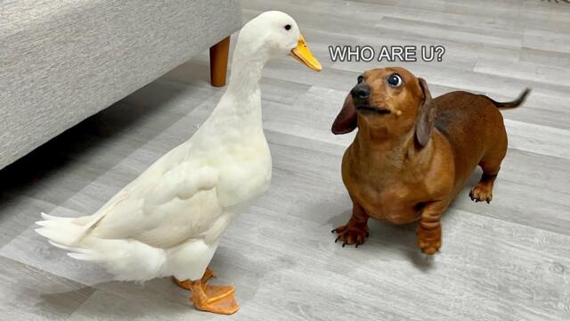 How a dachshund meets a duck for the first time