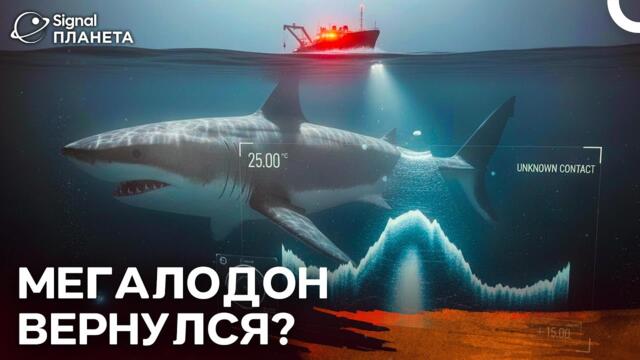 Мегалодон жив? Шокирующие доказательства из глубин океана