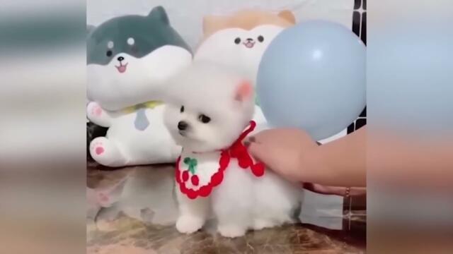 Try Not to Laugh: Funny Dog Moments Compilation! #39