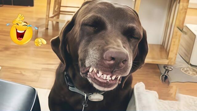 Best Funny Pets 2026 🐶🐱 #5 | Funniest Animal Moments of the Month 🤣