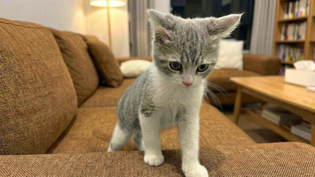 The funniest cat video you'll see today 😹 | A collection of the funniest cats ever 😂