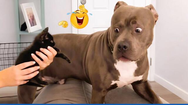 You Will Laugh Nonstop At These Dogs! 🤣🐶 Best Animal Videos Compilation 🐾