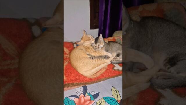 #funny #catvideos #youtubeshorts #viralvideo