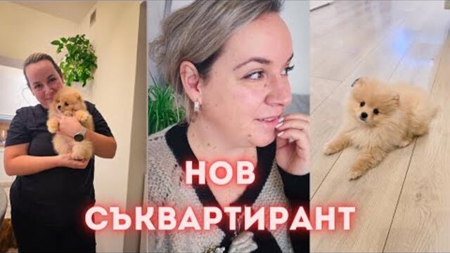 Нов съквартирант. Рецепти за азиатски ястия. Нова придобивка за дома.