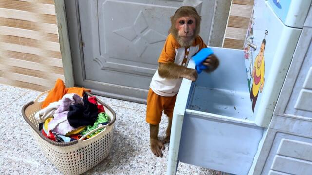 Super Funny! CUTIS Hid all Clothes for this Unexpected Funny Reason!