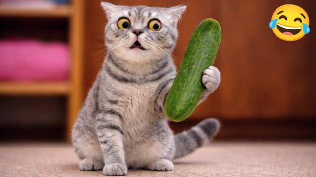 This cat saw a cucumber and got scared | Funny Compilation