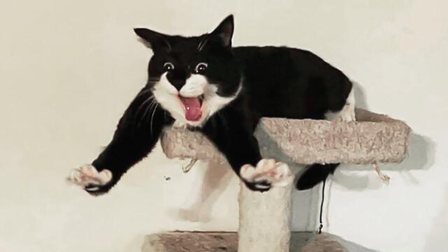 New Funniest Cats Clips 2026😼Try Not To Laugh😜 #68