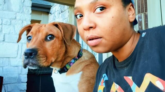 When Dogs Copy Humans Like Born Comedians 🤣 Funny Dog and Human