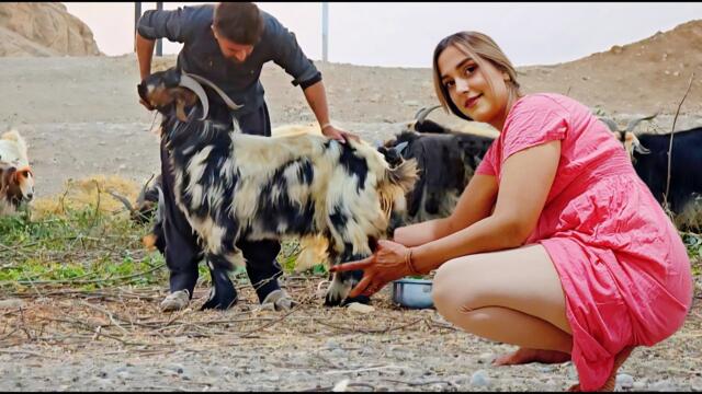 IRAN Nomadic Life and Cooking Eggplant Appetizer with Milking Goats, Baking Bread & Preparing Butter
