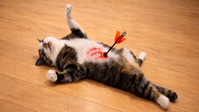 😹 You Laugh, You Lose | The Funniest Cat Videos Ever