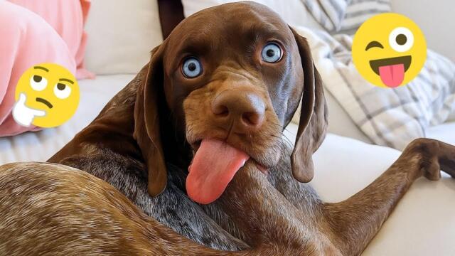 These Dog Videos of the Year Will Make You Laugh Way Too Hard 😂🐶