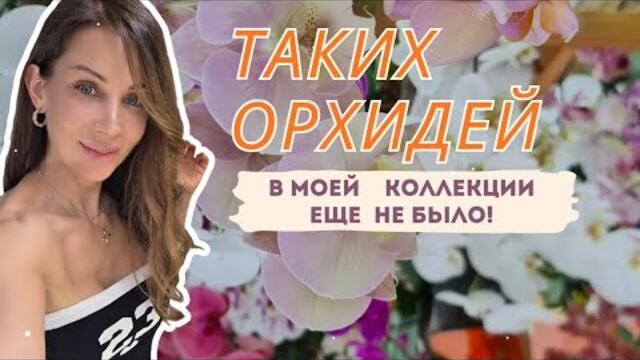 Не смогла пройти мимо! Новые сорта. Обзор стеллажей |4K video| English subtitles